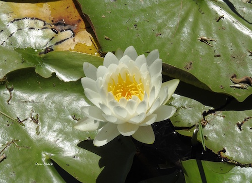 White Water Lilies on Lake Deaton in The Villages