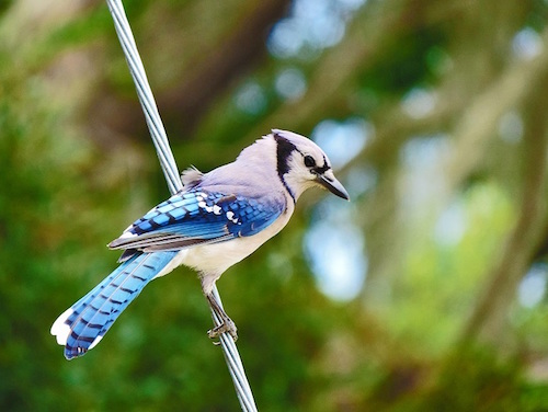 A Bluejay hanging on a high wire in The Villages