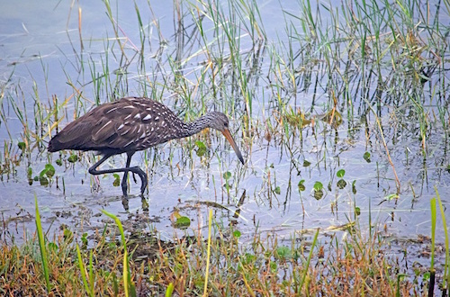 A Limpkin searching for food in Lake Sumter