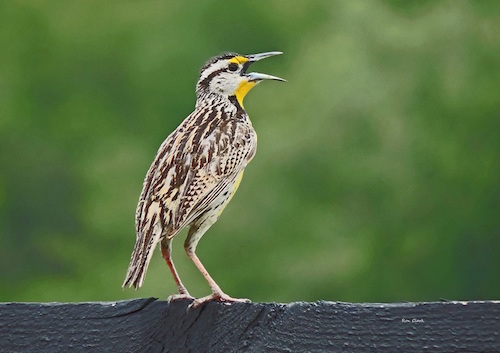 A Meadowlark singing near the Polo Fields in The Villages