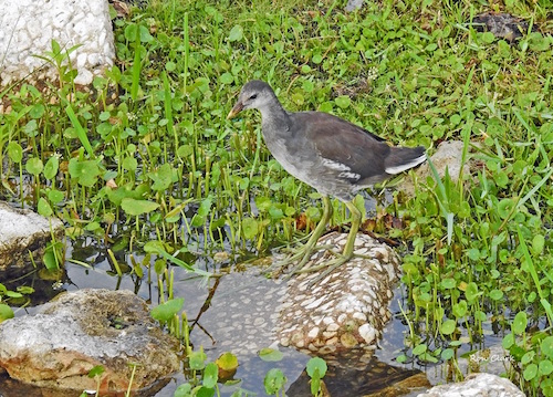 A Moorhen chick standing on a rock in The Villages
