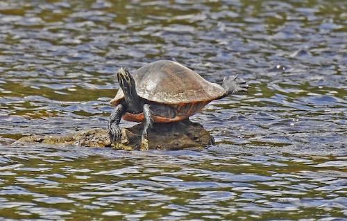 A turtle practicing yoga in The Villages