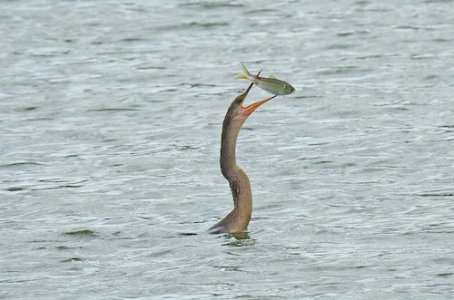 An Anhinga showing off it's catch of the day