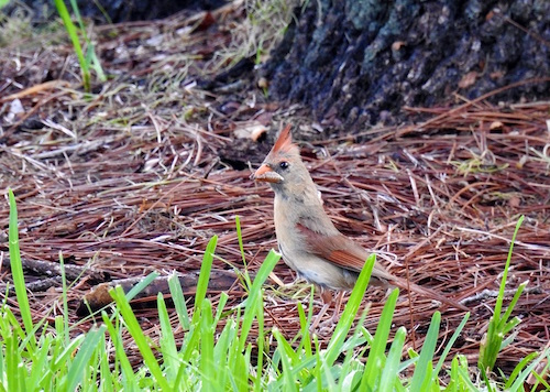 Female Cardinal shows off her catch in The Villages