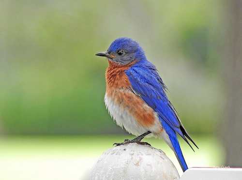 Male Eastern Bluebird sits in the rain in The Villages