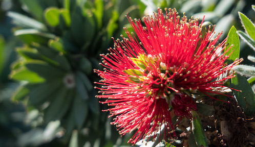Paul Steiner snapped a close of this Dwarf Bottlebrush
