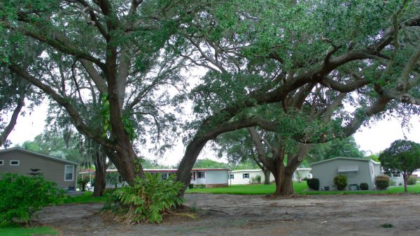 Villagers are fighting to save these trees, said to date back to the Revolutionary War.
