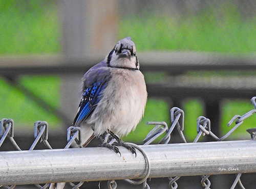 A Bluejay unhappy with all the rain in The Villages
