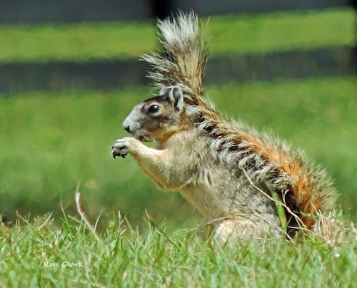 A Fox Squirrel eats crackers taken from a golf cart