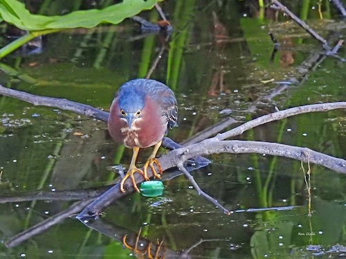 A Green Heron looking for fish in the retention pond