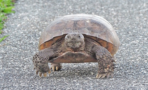 A standoff with a Gopher Tortoise in The Villages