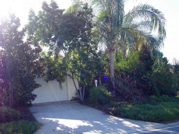 A yard at a home on Darwin Terrace has Florida Friendly Landscaping.