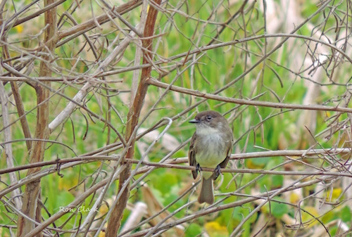 An Eastern Phoebe at Live Oak Park in The Villages