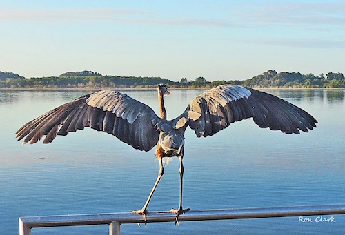 Great Blue Heron spreads its wings in The Villages