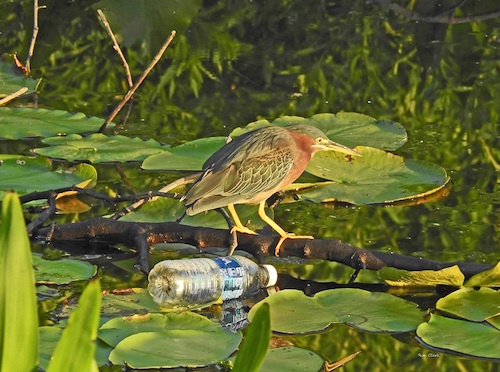 Green Heron fishing at sunrise in The Villages