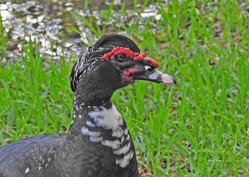 Muscovy Duck at Veteran's Park in The Villages