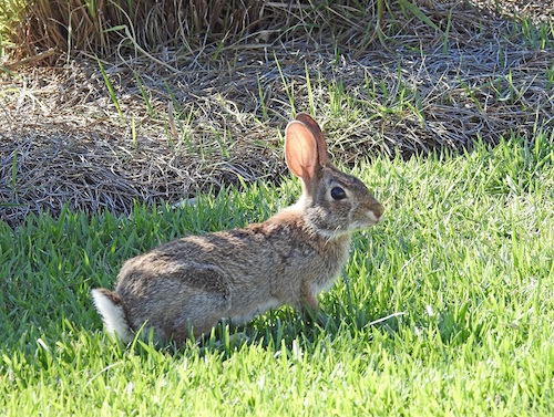 Peter cottontail posing for a photo in The Villages