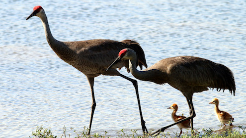 Sam Boatman snapped this Sandhill Crane family walking by the pond