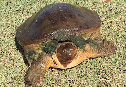 Sherrill Emmons snapped this turtle walking along Amelia Golf Course