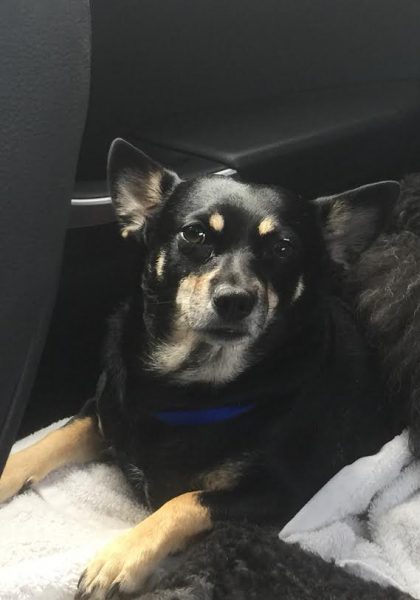 Susan Corona's beloved dog Jon Snow. The small Chihuahua- Miniature Pinscher mix was killed and dragged away by a coyote.