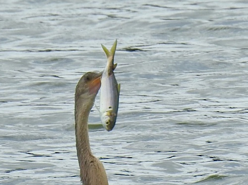 Anhinga shows off his catch in The Villages