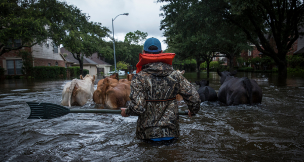 Donkeys and cattle are herded through a Houston neighborhood.