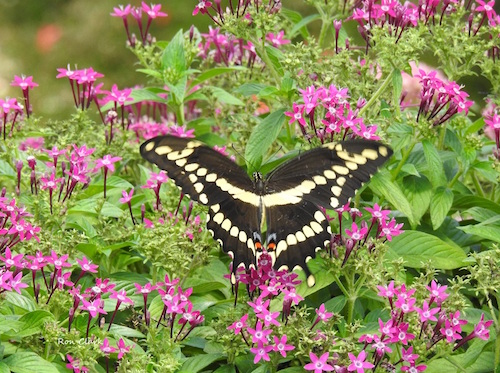 Florida's largest Giant Swallowtail Butterfly in The Villages