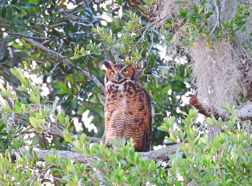 Horned Owl sits high in a tree in The Villages