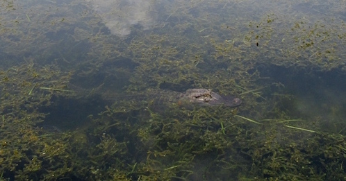 Irene Oszip snapped this visitor camoflauged in waterinLS