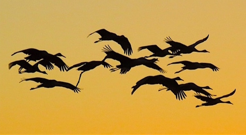 Lin Butler took this sunset shot of Sandhill Cranes flying into preserve