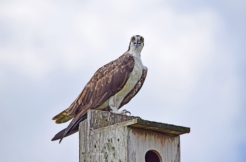 Osprey on a birdhouse near Pimlico Executive Course