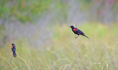 Pair of Red Winged Blackbirds in The Villages