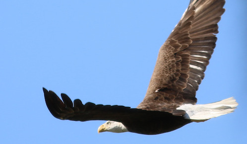Sam Boatman snapped this Bald Eagle flying over The Villages
