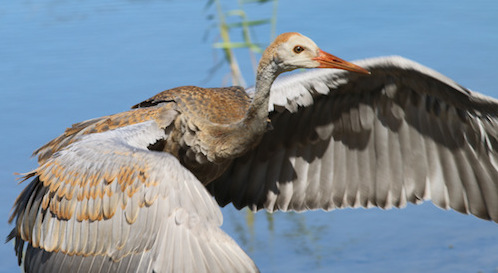 Sam Boatman snapped this juvenile Sandhill Crane in The Villages