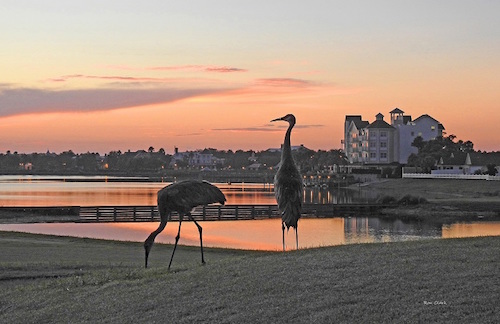Sandhill Cranes before sunrise in The Villages