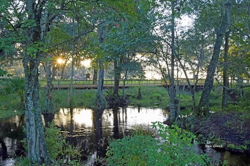 Today's sunrise at Fenney Springs Nature Trail in The Villages