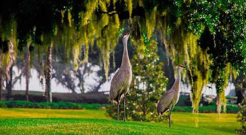Walt Haste snapped these Sandhill Cranes on a Villages golf course
