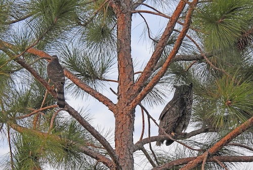 A Coopers Hawk and Horned Owl share a tree