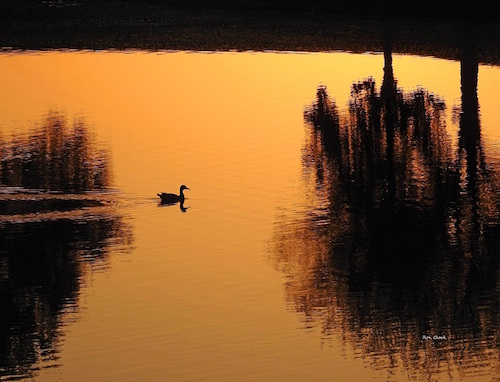 A lone duck at Sunrise in The Villages