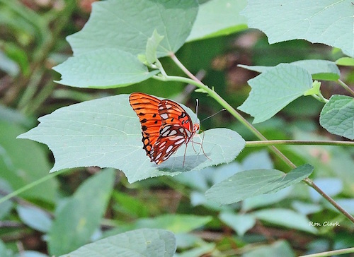 Gulf Fritillary Butterfly lands on a leaf in The Villages