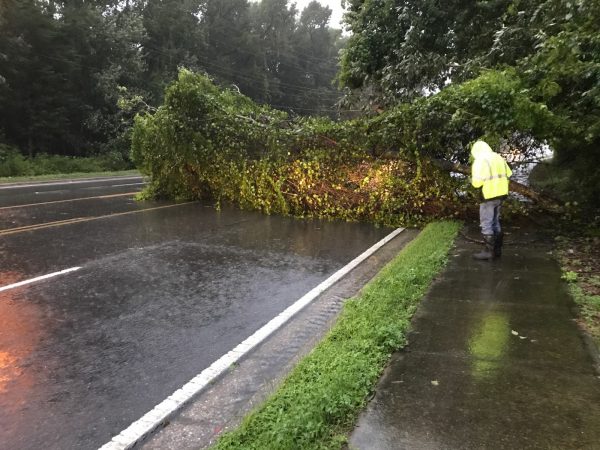 Tree covering road in Leesburg 