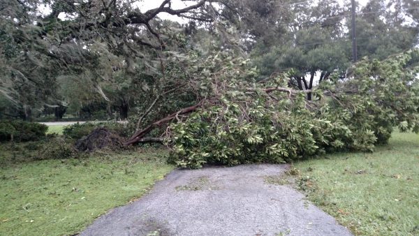 Tree covering golf cart path in The Villages