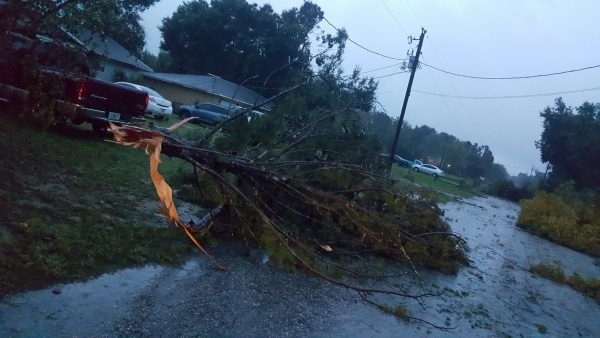 Tree downed by Hurricane Irma in Umatilla, FL