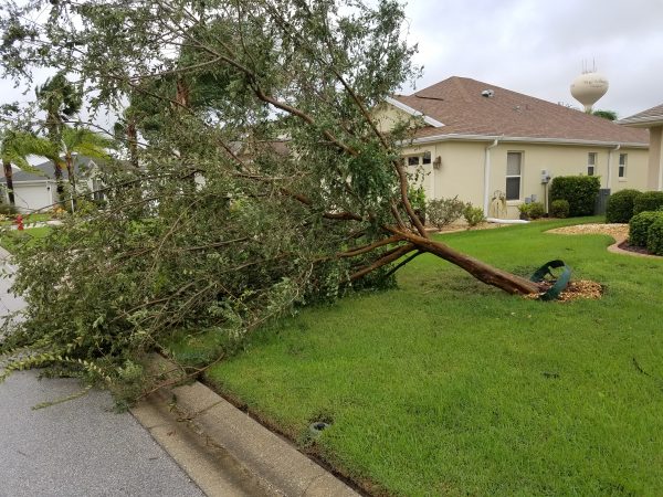 Downed tree in the Village of Duval
