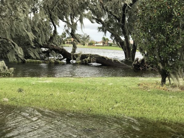Fallen oak and high water on Killdeer Golf Course
