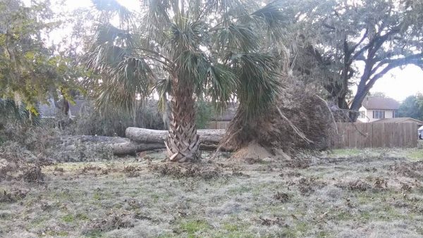 Fallen trees in Wildwood
