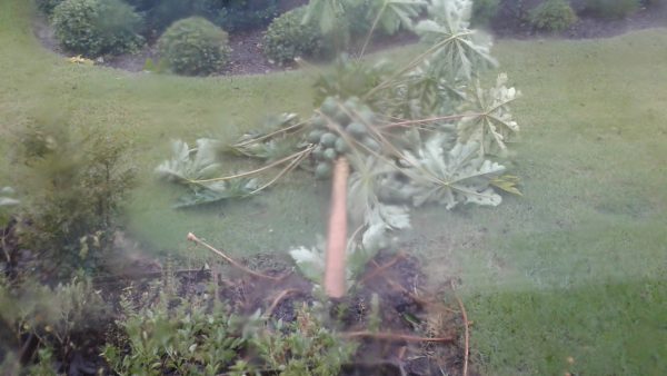 Flattened papaya tree