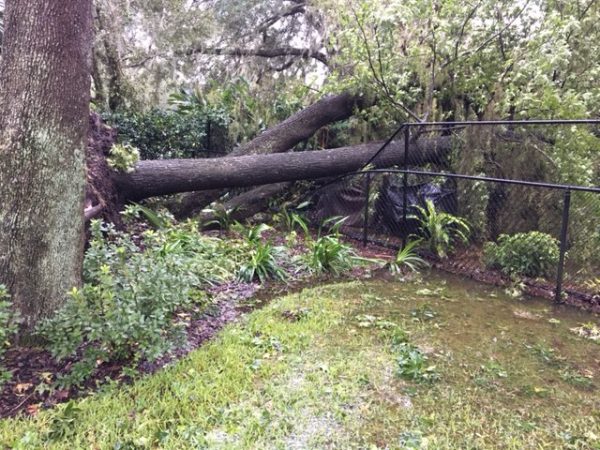 Tree downed on top of fence in Ocala neighborhood