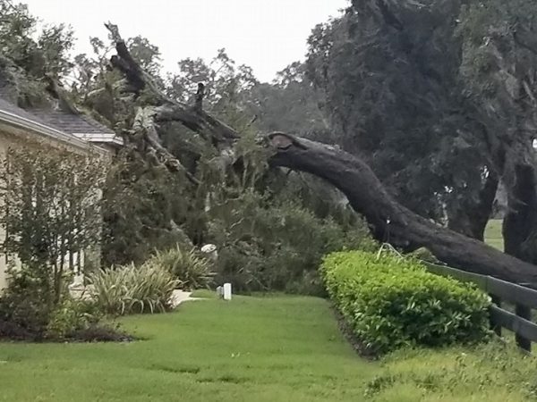 Tree from Lake Miona Golf course on house on Pennecamp Drive