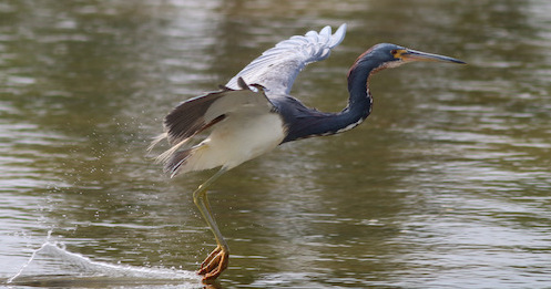 Sam Boatman captured this lift off of a Tricolored Heron